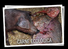Carne ecológica
